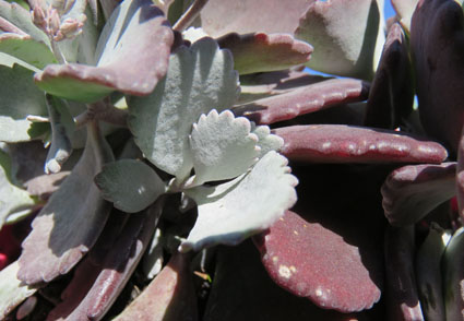 A review of growth form and plant duration life cycle in kalanchoe crassulaceae subfam kalanchooideae in an evolutionary and classificatory framework