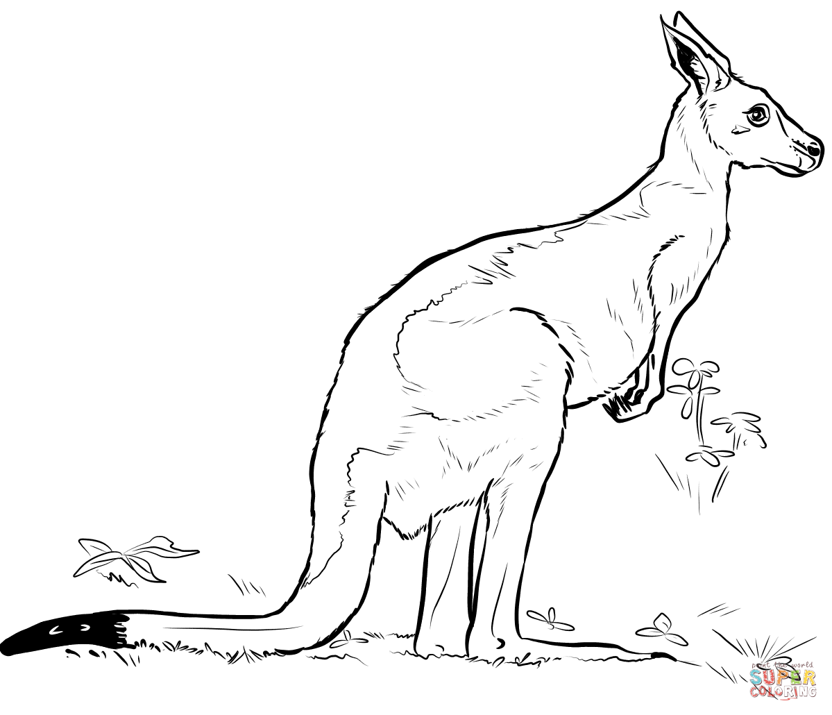 Kangaroo coloring page free printable coloring pages