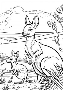 Kangaroos