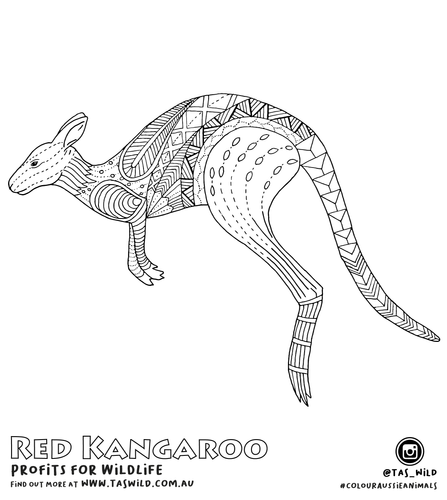 Kangaroo colouring page