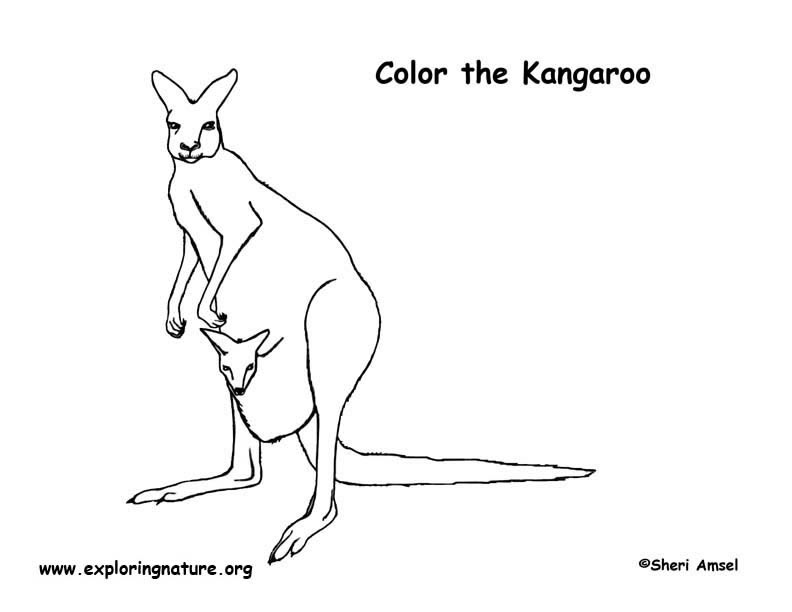 Kangaroo coloring page