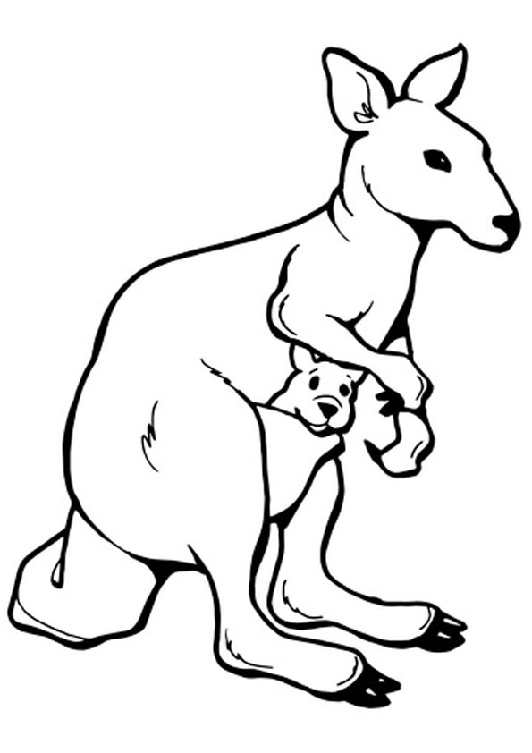 Coloring pages kangaroo coloring page for kids