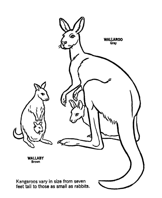 Pin on animal coloring pages