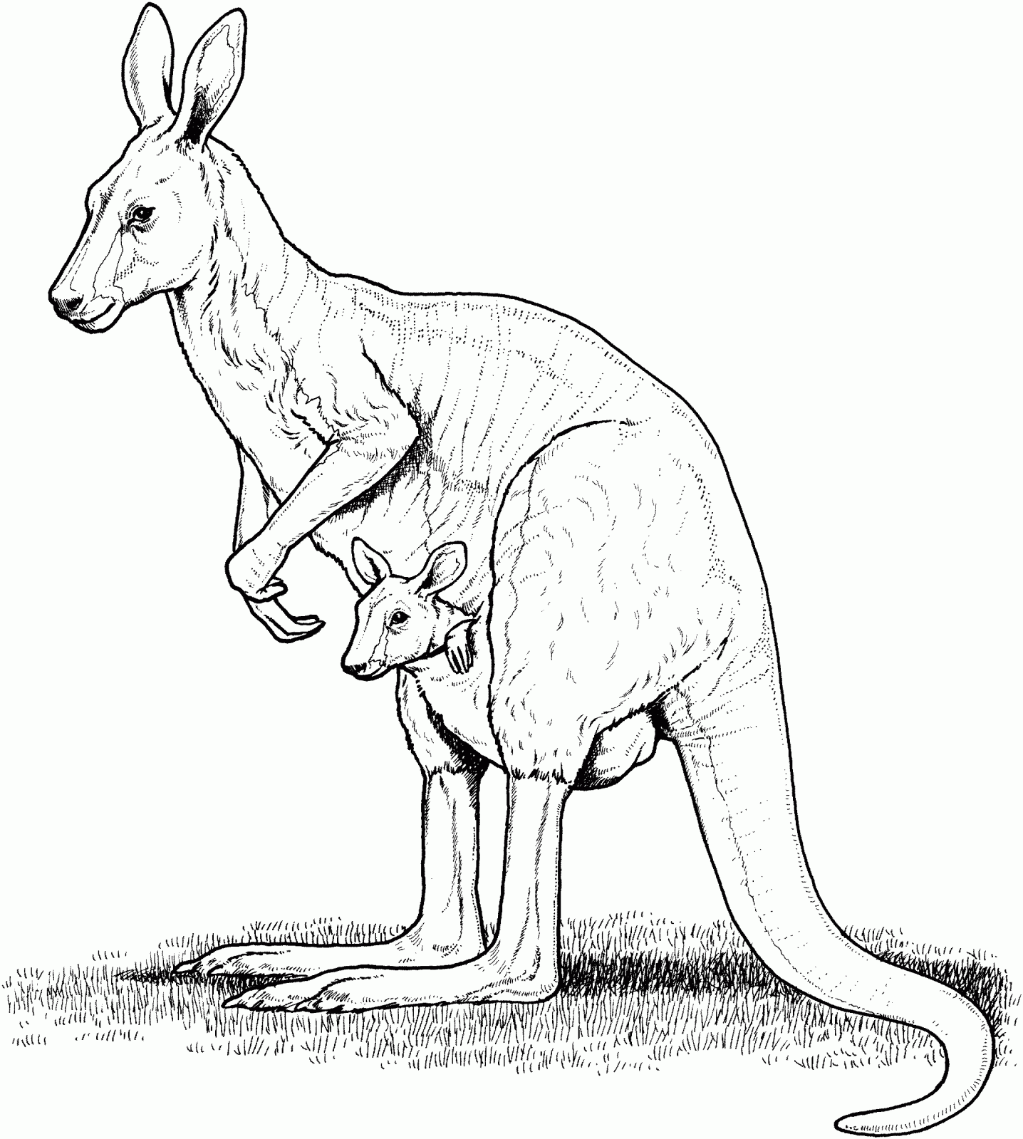 Free printable kangaroo coloring pages for kids
