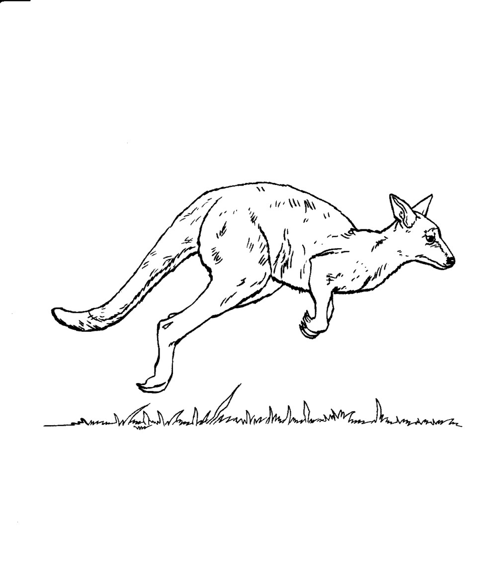 Free printable kangaroo coloring pages for kids