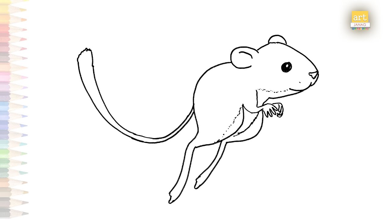Kangaroo rat drawing rat drawing tutorials how to draw kangaroo rat step by step rodents art