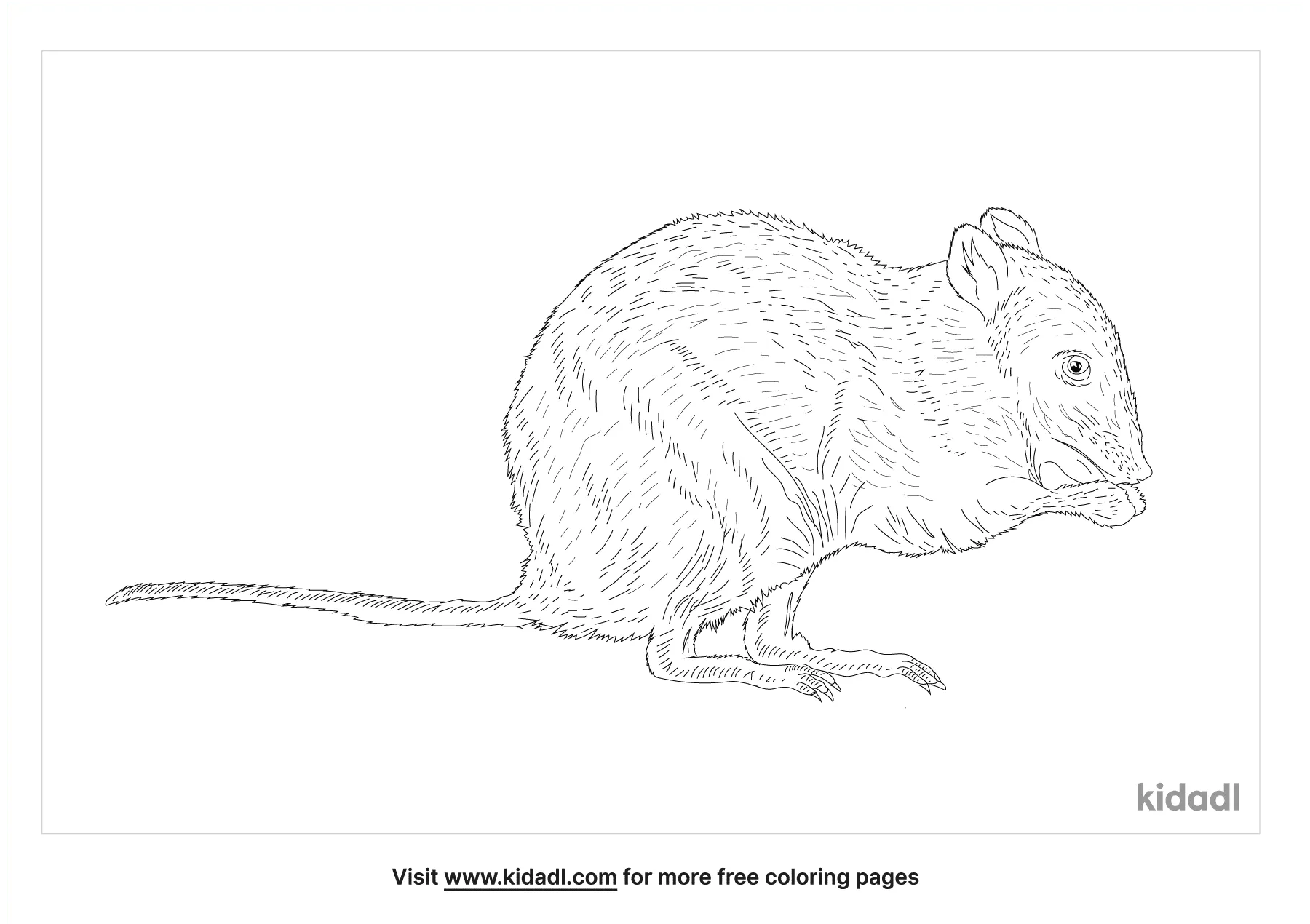 Free musky rat