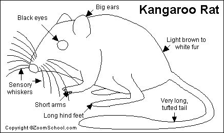 Kangaroo rat printout kangaroo rat kangaroo animal coloring pages