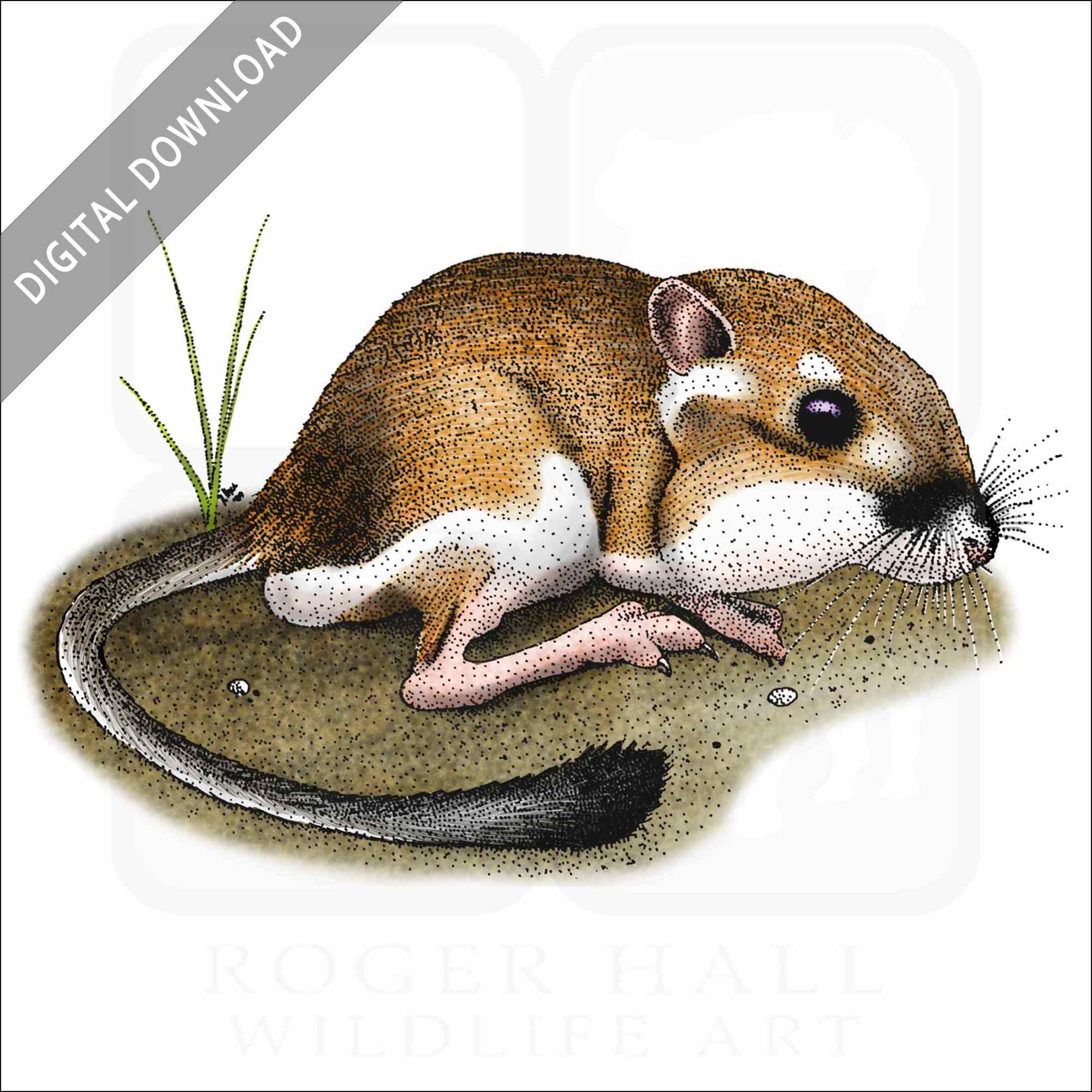 Stock art drawing of a california kangaroo rat