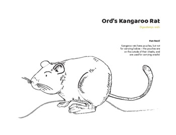 Species at risk colouring sheet ords kangaroo rat by rachel sinn creative
