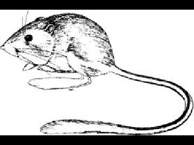 Kangaroo rat info