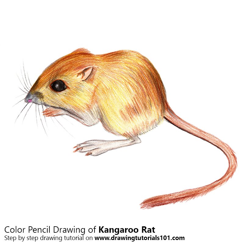 How to draw a kangaroo rat rodents step by step