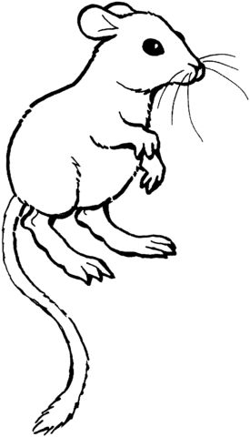 Kangaroo rat coloring page animal coloring pages kangaroo rat paw patrol coloring