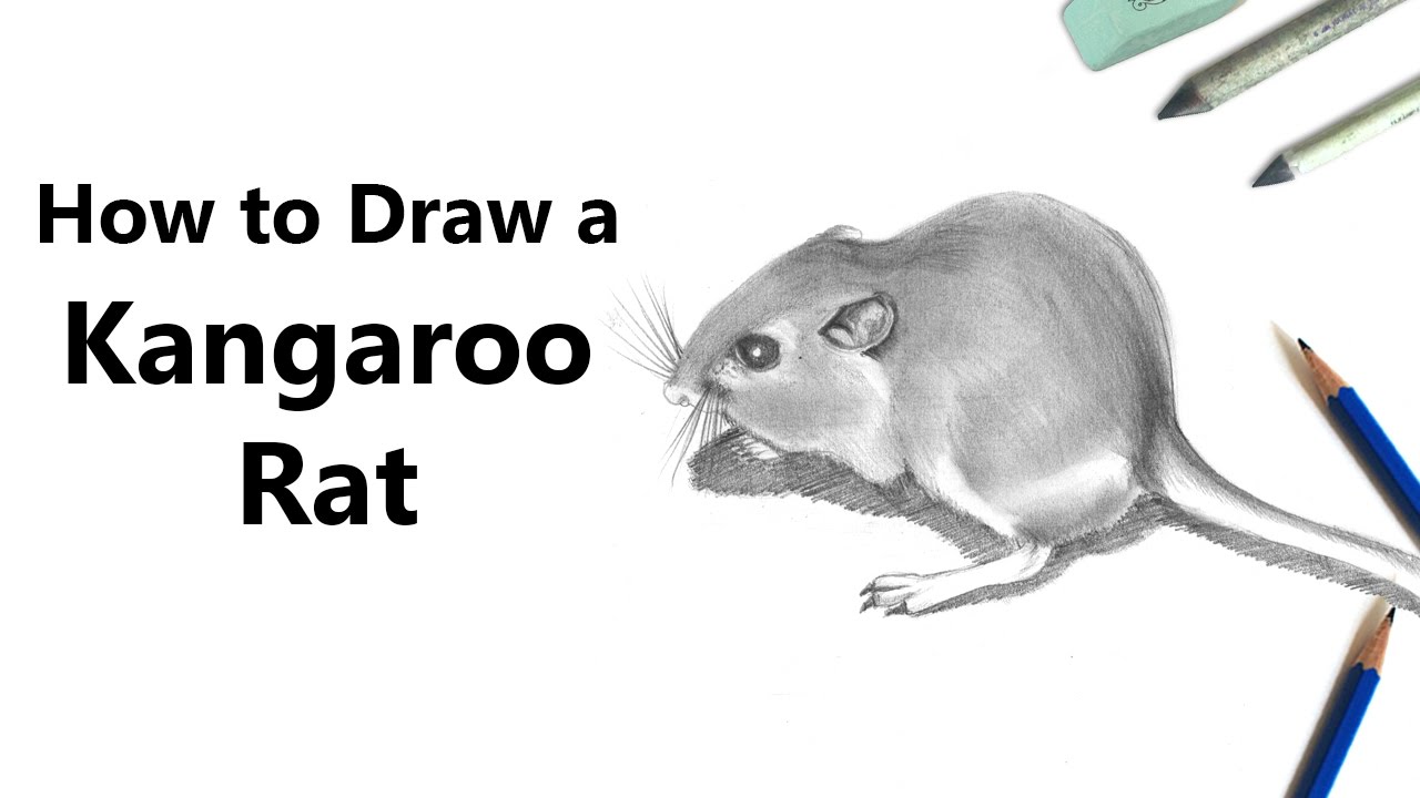 How to draw a kangaroo rat with pencils tie lapse
