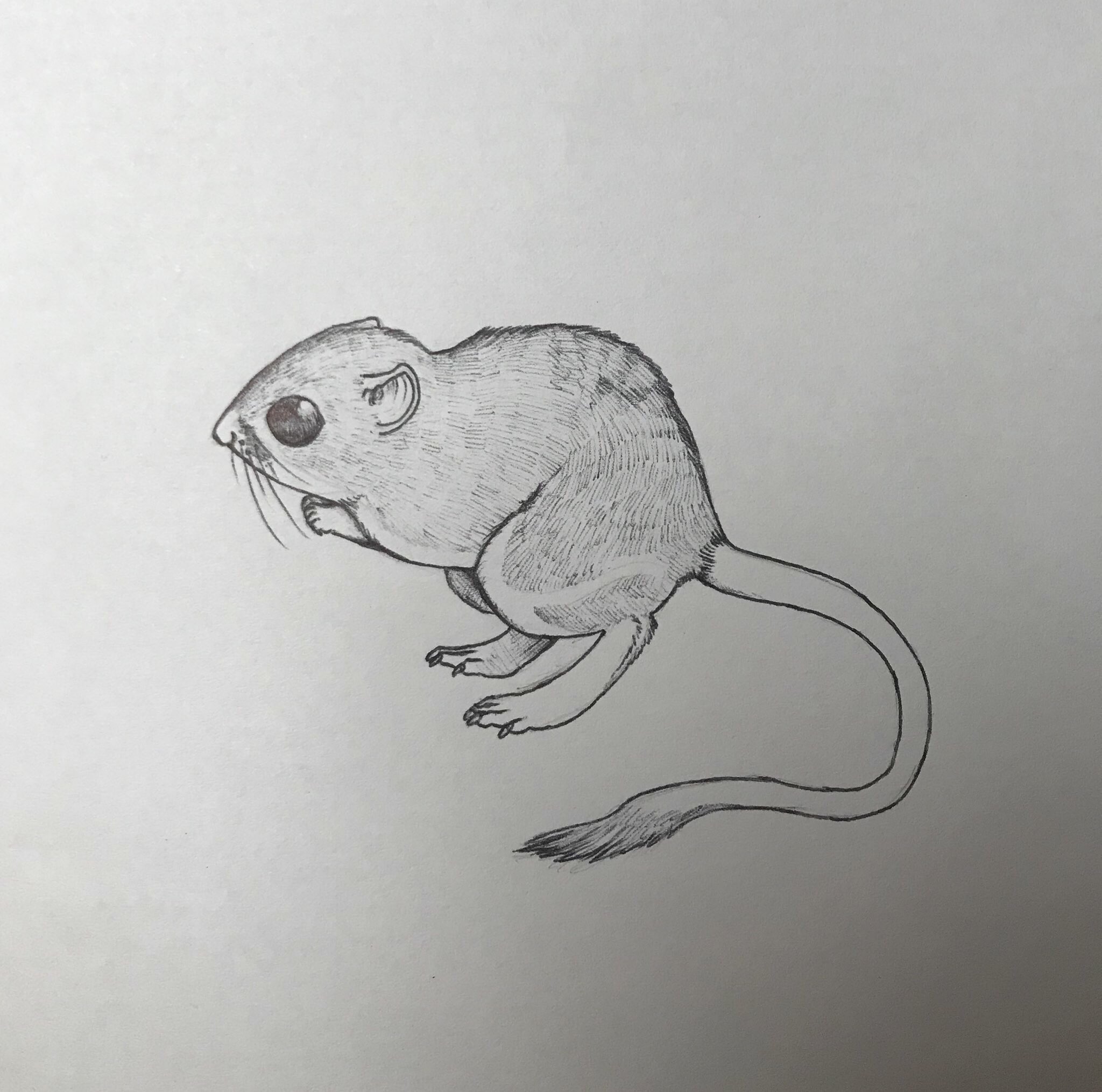 Littlelizardarts on x inktoberendangered the fresno kangaroo rat httpstcodsgjoxc x