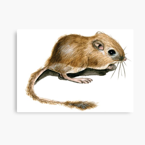 Giant kangaroo rat art board print for sale by ginkgogirl