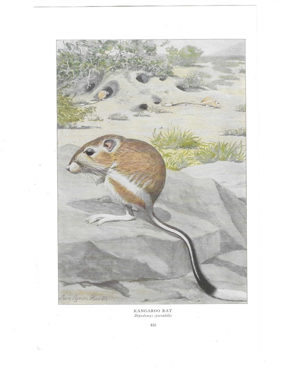 Kangaroo rat antique color print vintage illustration animal pet lovers art wall picture mouse mouse mice