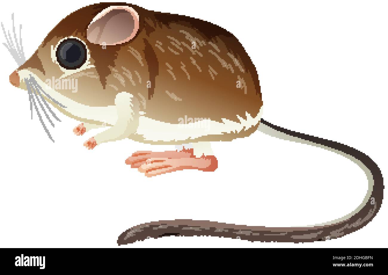 Kangaroo rat isolated on white background illustration stock vector image art