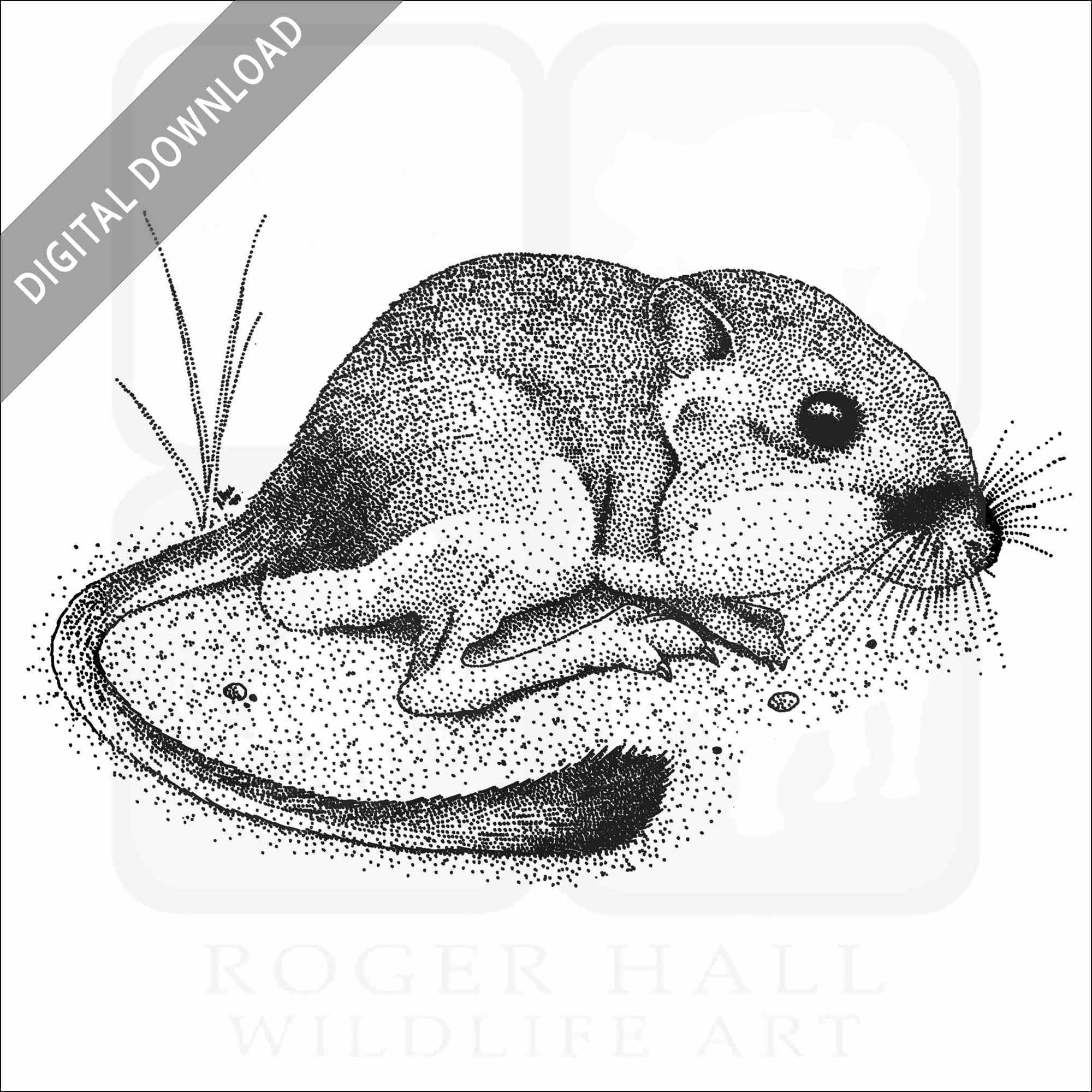 Stock art drawing of a california kangaroo rat