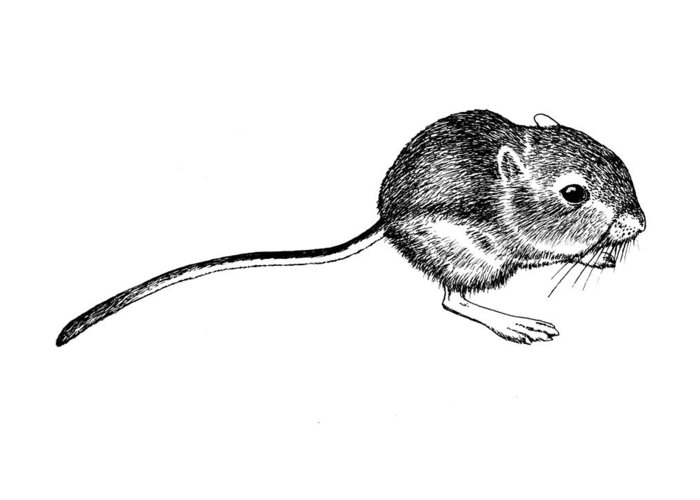 Kangaroo rat greeting card by marc zev