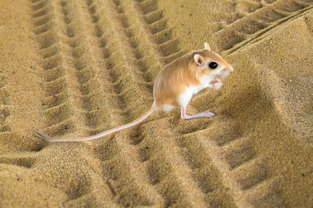 Kangaroo rat stock photos pictures royalty