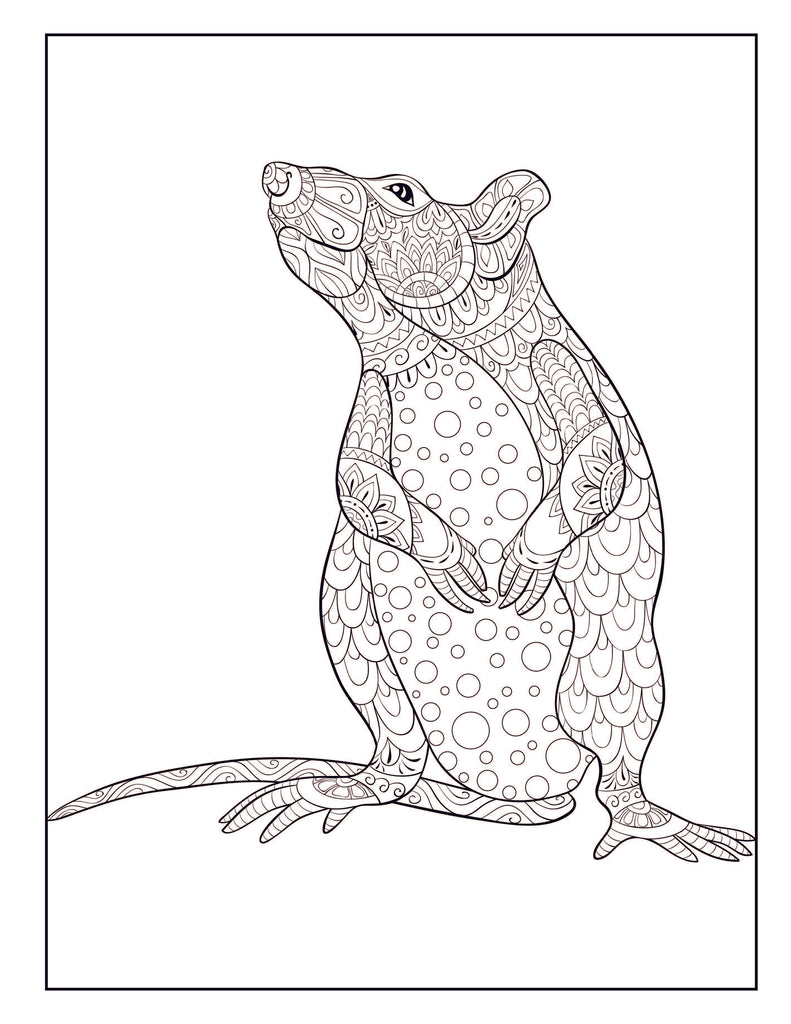 Rat coloring book for adults includes dazzling rat designs to colo â dylanna press