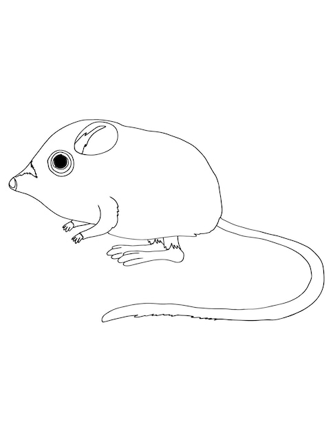 Premium vector kangaroo coloring page for kids