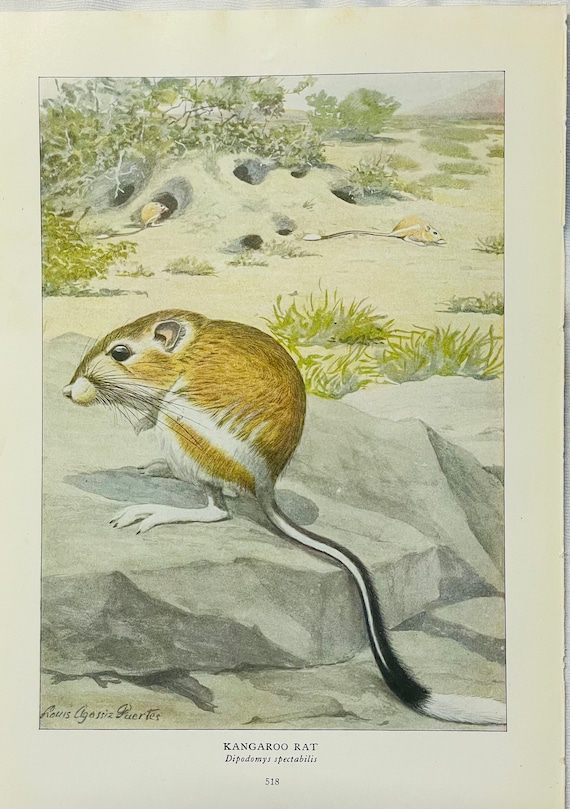 Kangaroo rat louis agassiz fuertes vintage print wildlife art