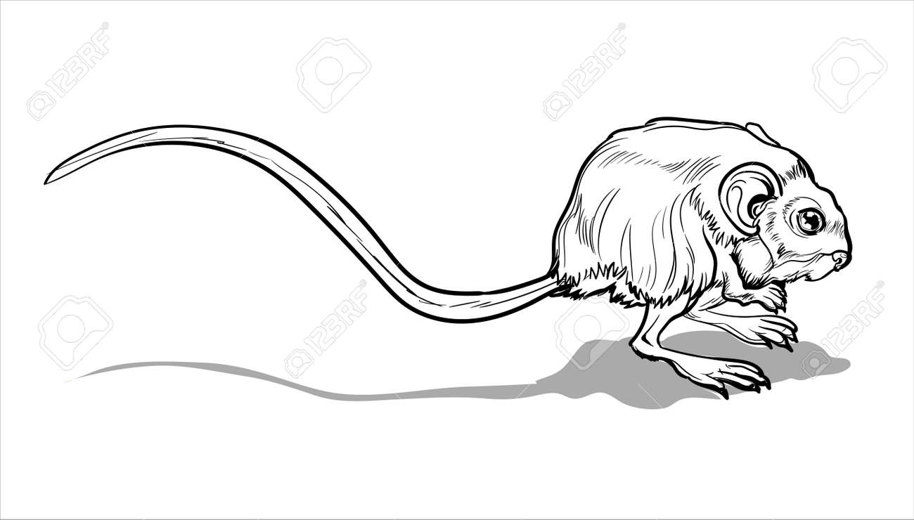 Light small jumper a jerboa a small animal a field mouse with a very long tail coloring page for children and adults hand drawn illustration royalty free svg cliparts vectors and stock