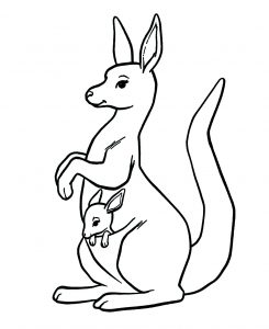 Kangaroos