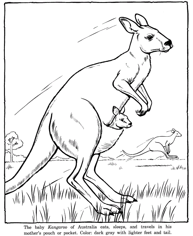 Free printable kangaroo coloring pages for kids