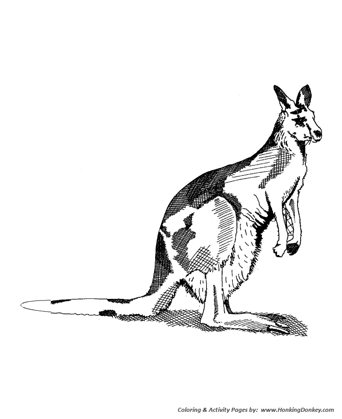 Wild animal coloring pages kangaroo coloring page and kids activity sheet