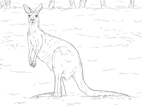 Kangaroos coloring pages free coloring pages
