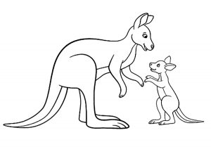 Kangaroos