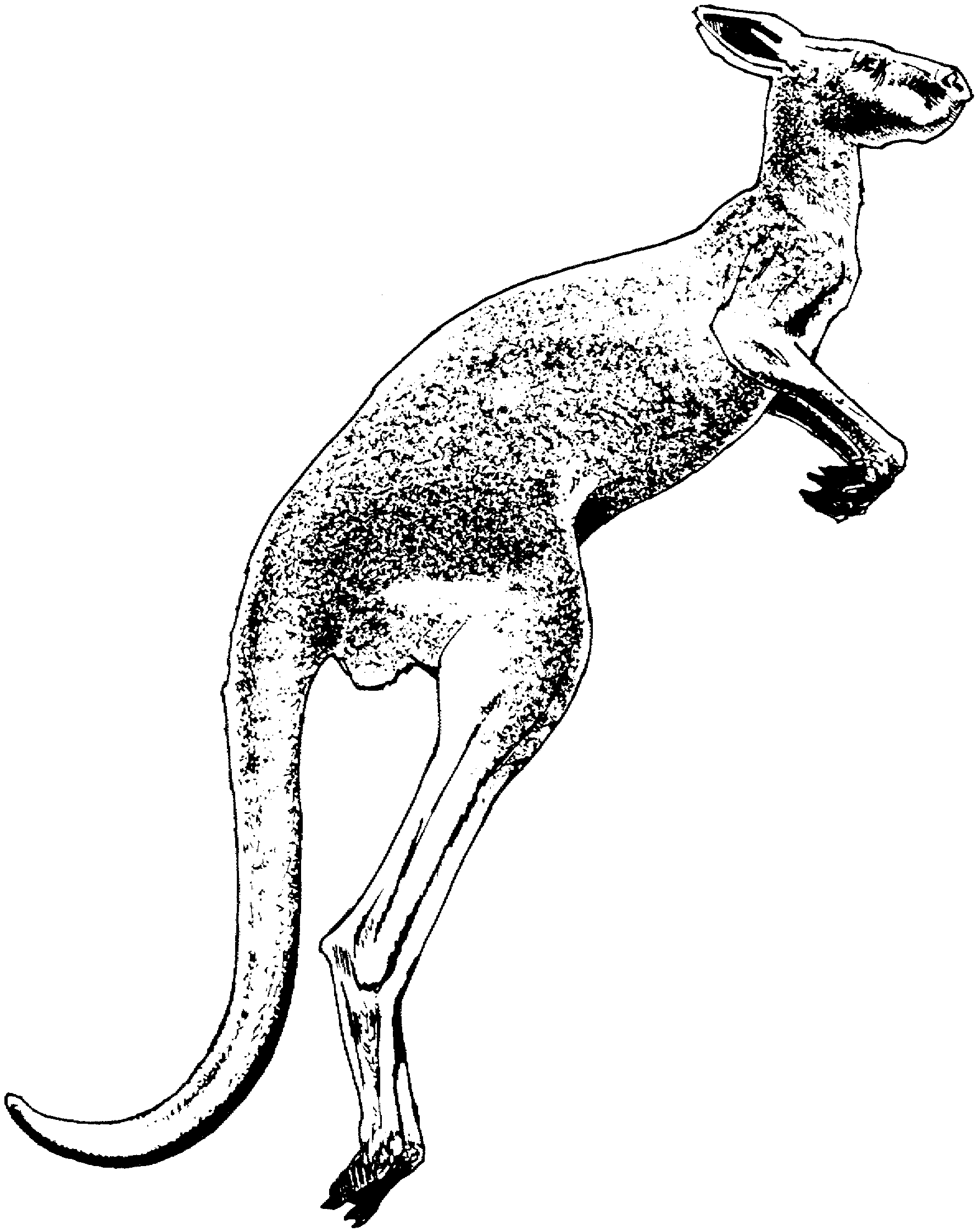 Free kangaroo coloring pages