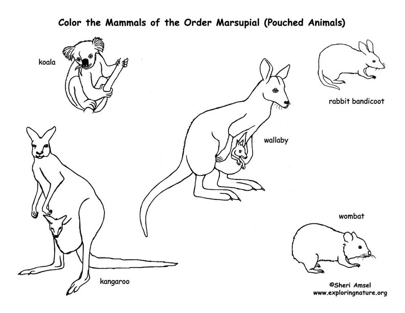 Marsupials kangaroos koalas etc coloring page