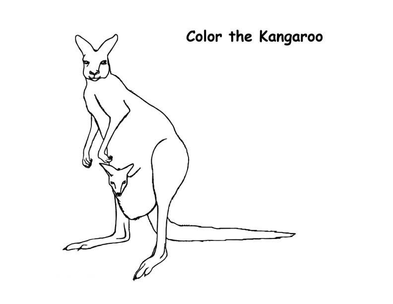 Free printable kangaroo coloring pages for kids