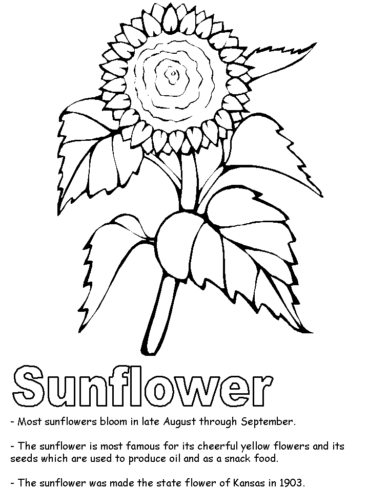 Sunflower coloring page