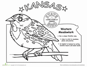 Kansas state bird worksheet education kansas state bird state of kansas state birds