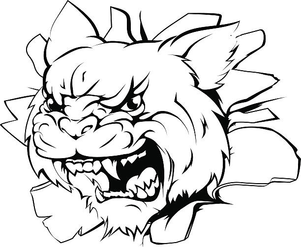 Attacking wildcat head stock illustration