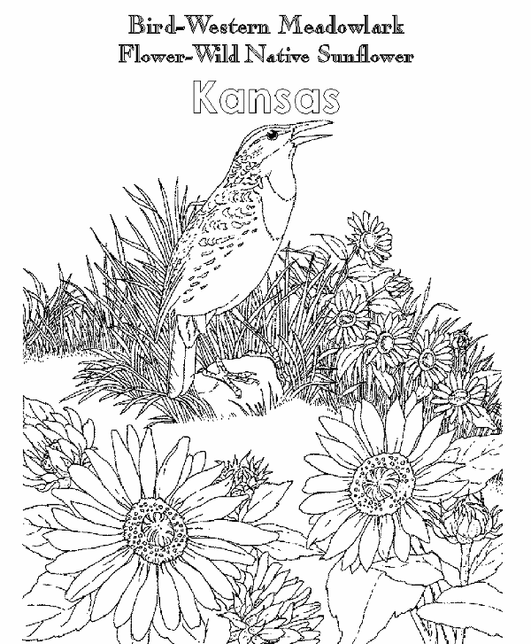 A to z kids stuff kansas state bird