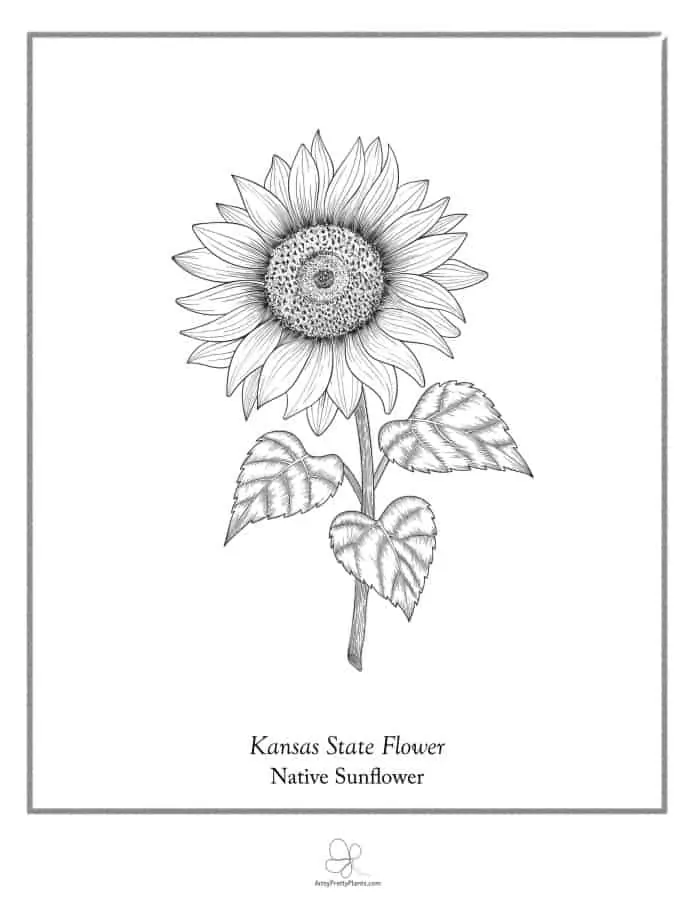 Best flower coloring sheets for free