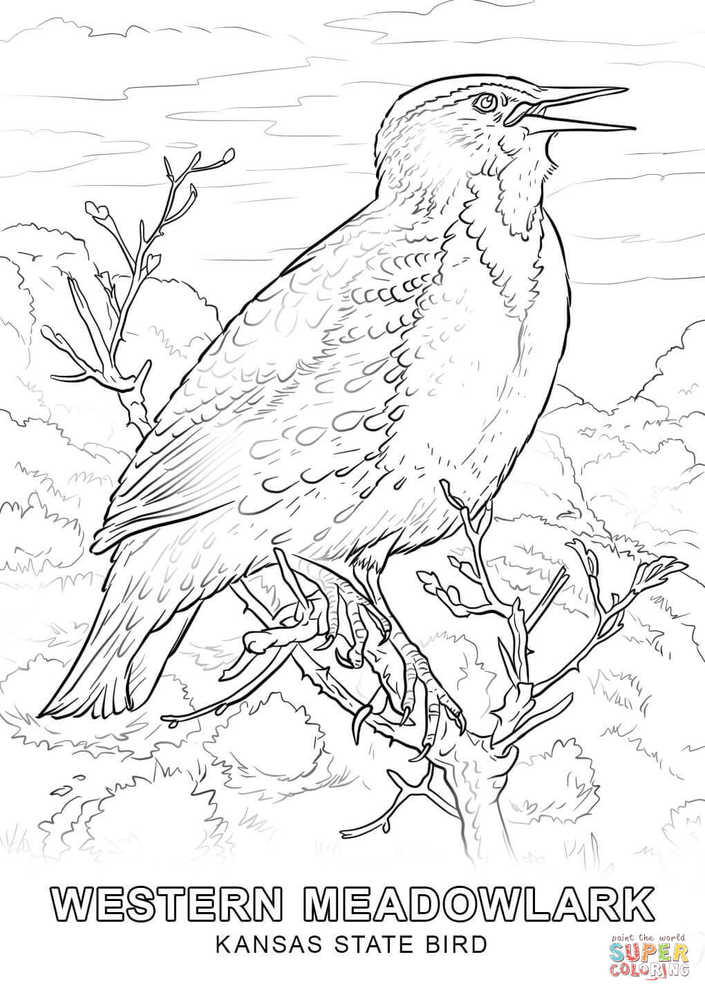 Kansas state bird coloring page free printable coloring pages