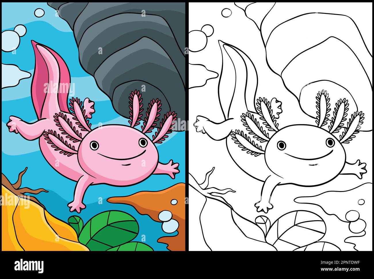 Axolotl coloring page colored illustration stock vector image art