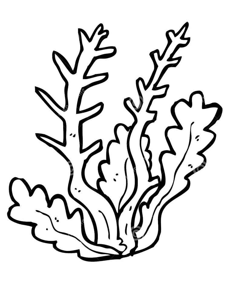 Seaweed coloring pages