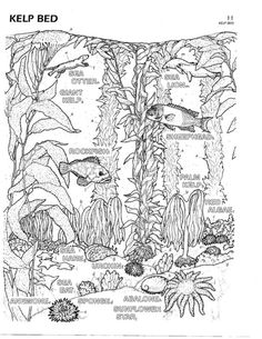 Kelp ideas kelp kelp forest sea plants