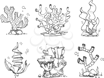 Kelp images and royalty