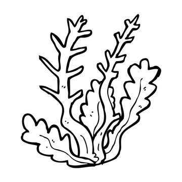Seaweed drawing images â browse photos vectors and video