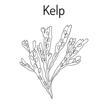Kelp fucus vesiculosus seaweed vector