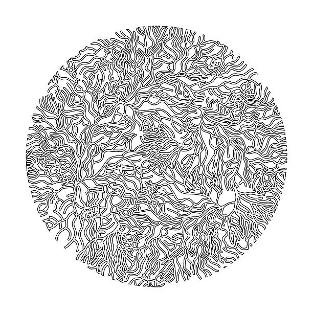 Pencil drawing of a kelp stock illustrations royalty